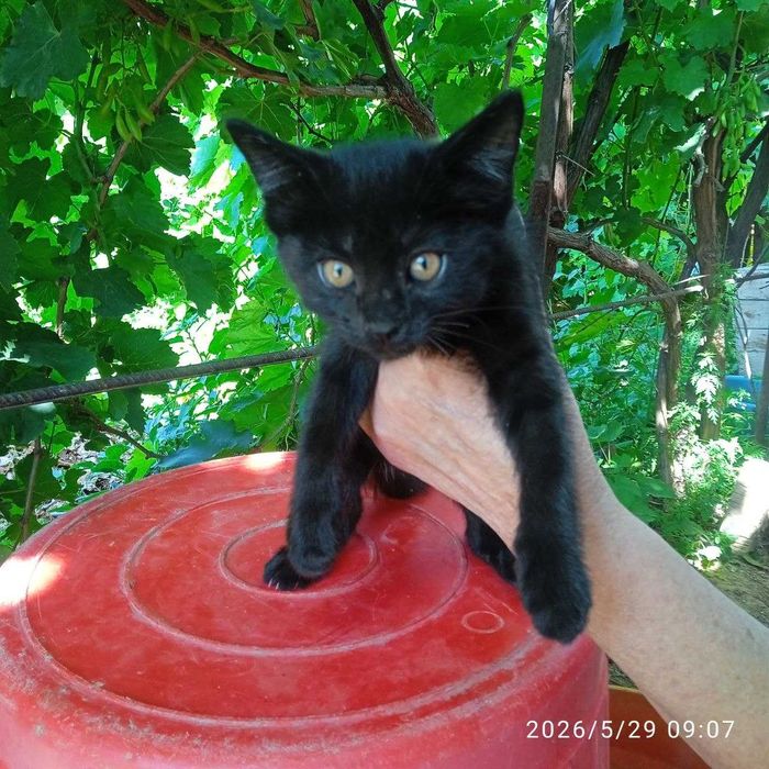 КОТЯТА отдадим в хорошие руки бесплатно!