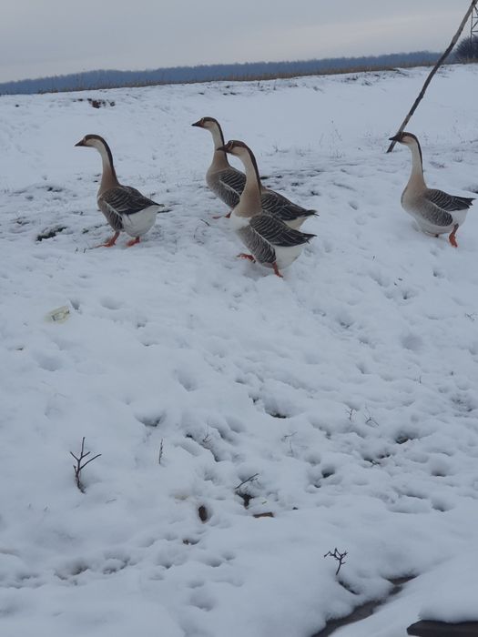 Vând gâște americane și 2 rățoi