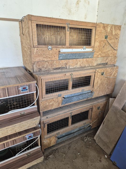 Бруддер балапандарға