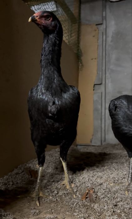 Dakan,makyon,жожа,joja,tovuq,макёнлар,товук,bobo jojalar,жожа,жожалар