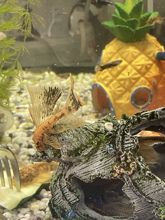 Lda-016 номерные сомы