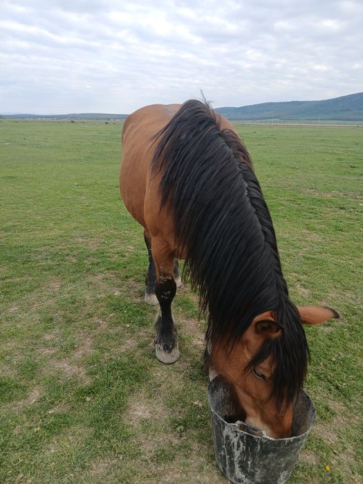 Iapa de vânzare de 8 ani
