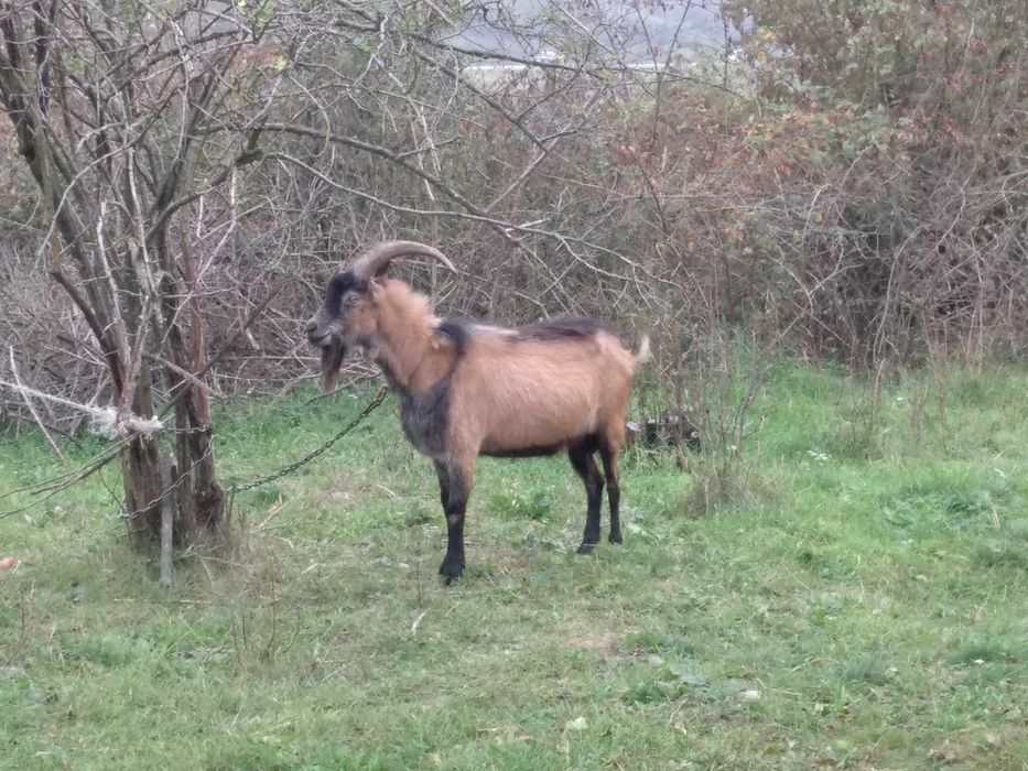 Vand Capre si Tap Alpin carnea si laptele nu au miros Oradea
