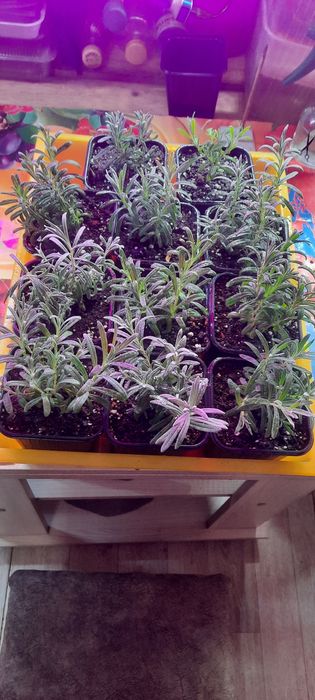 Лаванда в горшочках