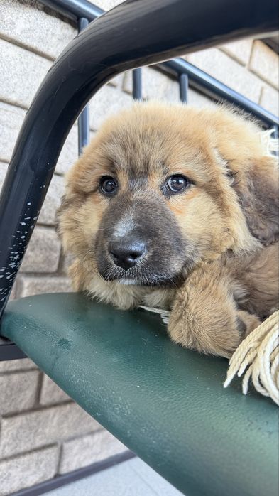 Отдам щенка в добрые руки