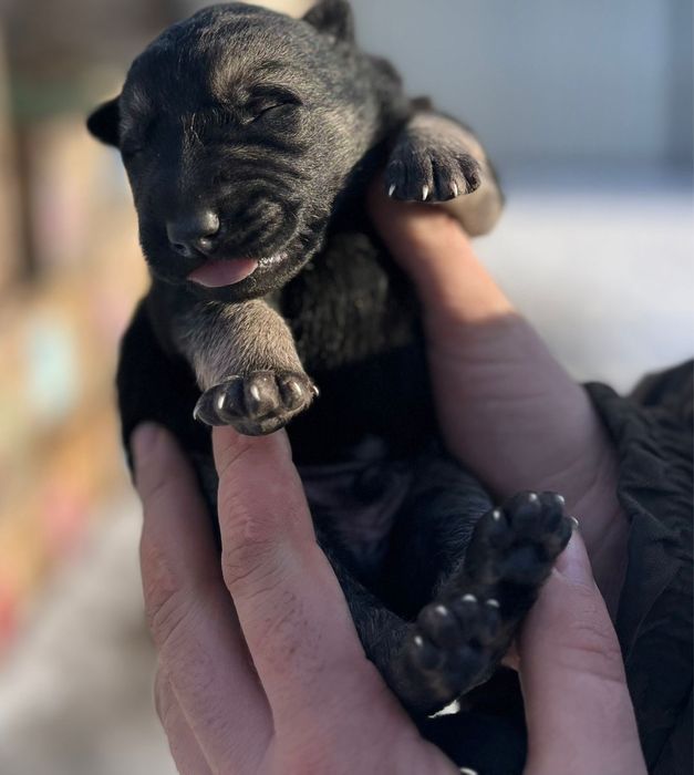 Щенки восточно европейской овчарки