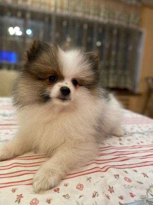 Продаются милые щенки шпица