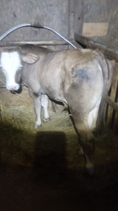 Vând vițel de 3 luni ln Jucu de Mijloc