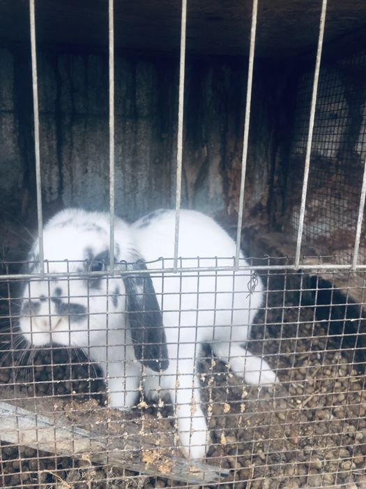 Взрослые кролики