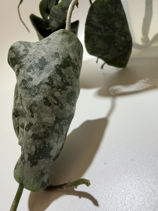 Хойя imbricata silver splash