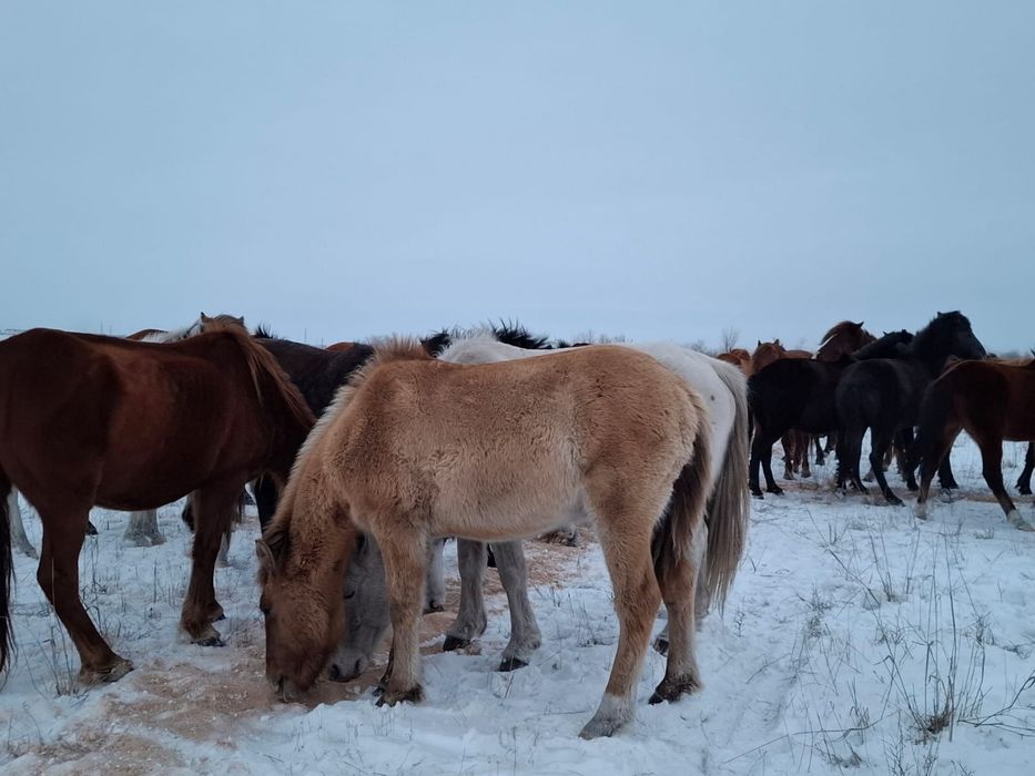 Мұғалжар жабағы сатылады