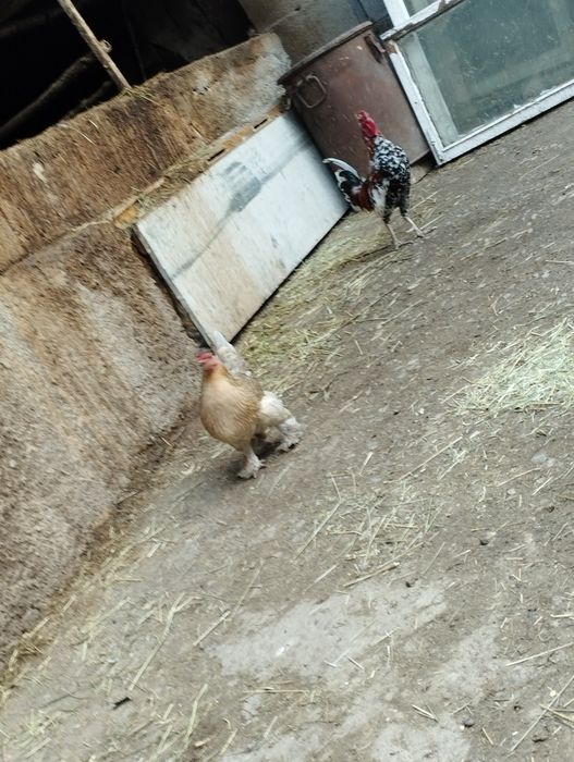 Продам парочку карликов