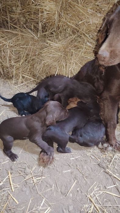 Oxotnik it bolalari  sotiladi