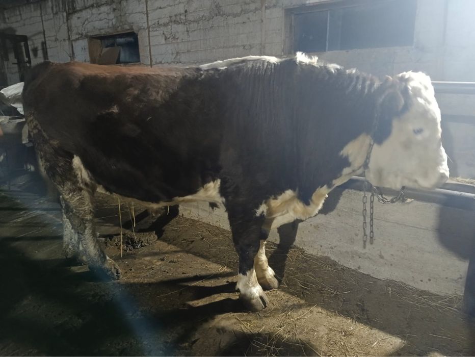 Племенной бык , Акбас