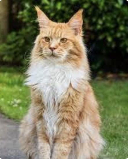 Котята Мейн кун