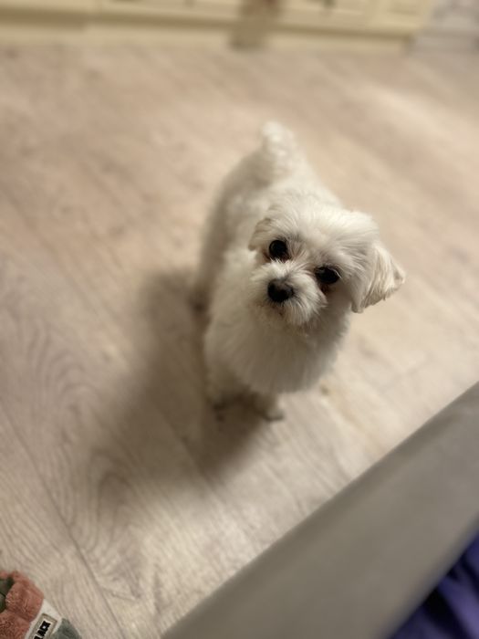 Продается болонка