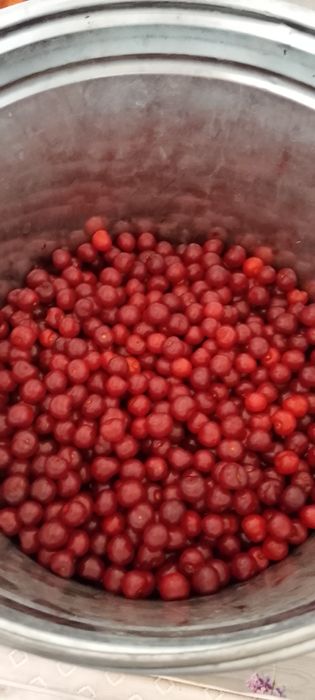 Черешня спелая для компота