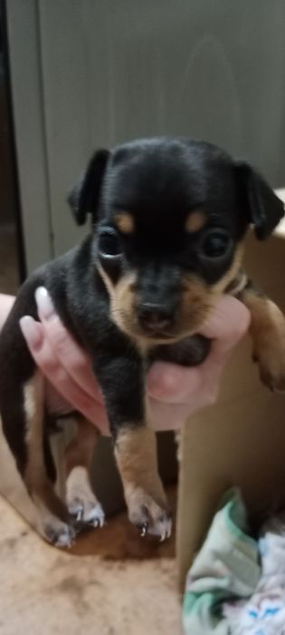 Прекрасные щенки мини той