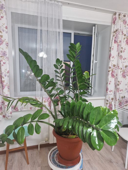 Замиакулькас (доллоровое дерево)