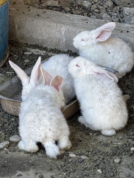 Кролик крольчата