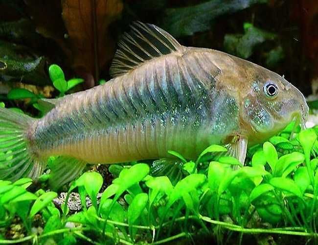 Чистельшик дна Коридорас изумрудный или зелёный сомик