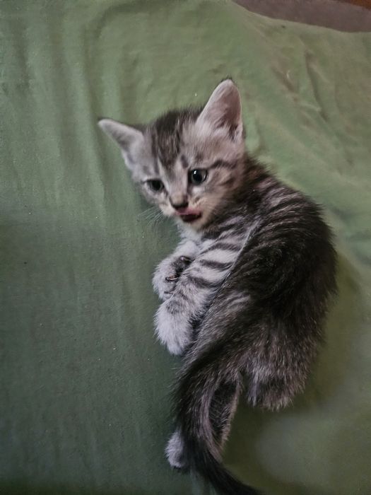 Отдам  котят в хорошие руки