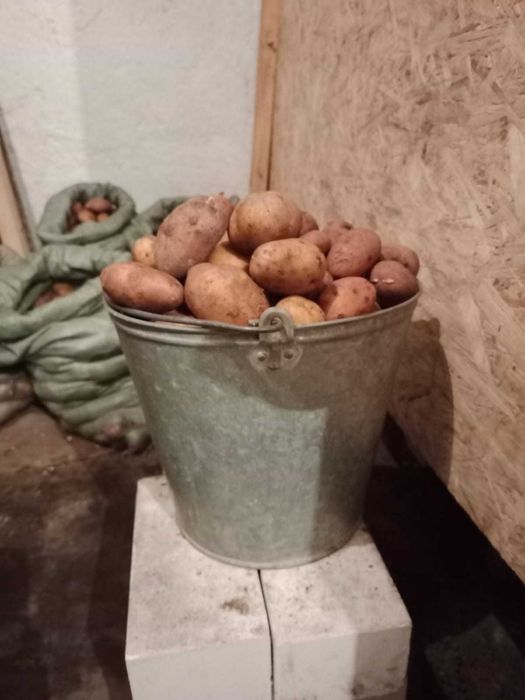 Продам домашний семенной картофель