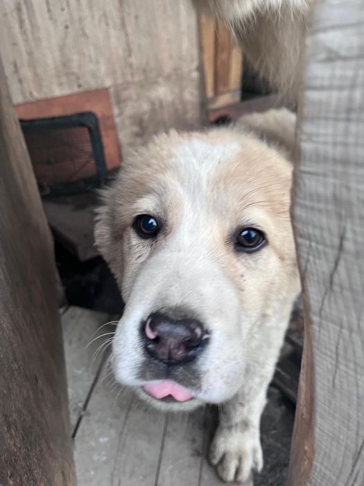 Продаются щенки САО