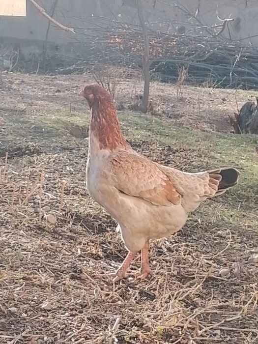 Бойцовский курица