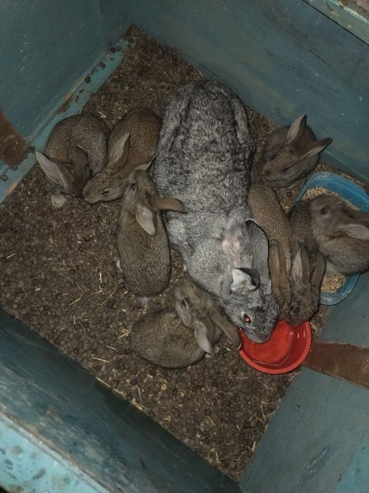 Продам кроликов!!