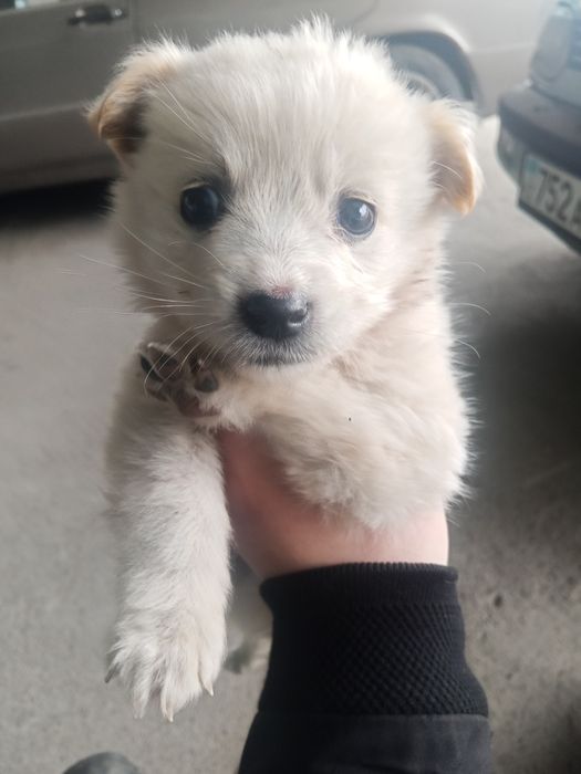 Продам  щенка в хорошие руки