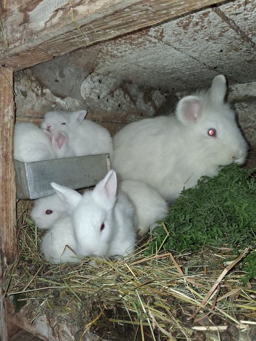 Vând iepurași Cap de Leu