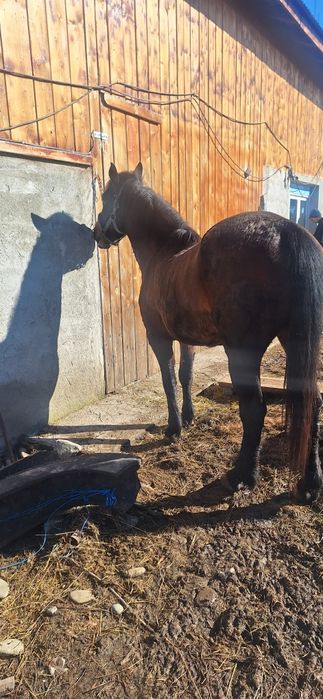 Vând mânză de 3 ani merge bine la strafpotcovită acte