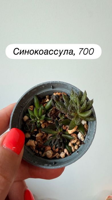 Суккуленты, кактусы