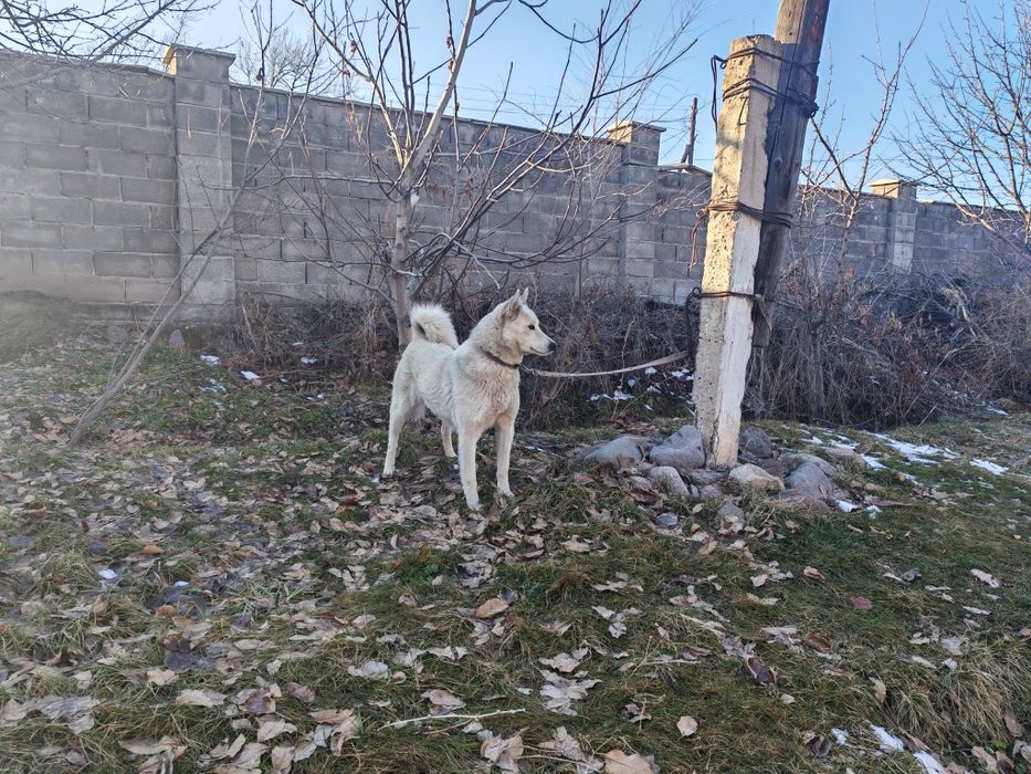 Продам лайку зсл