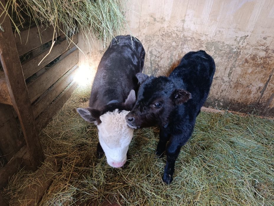 Еркек бузау телята бычки