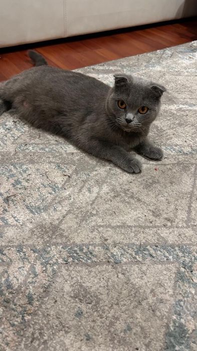 Шотландские скотиши