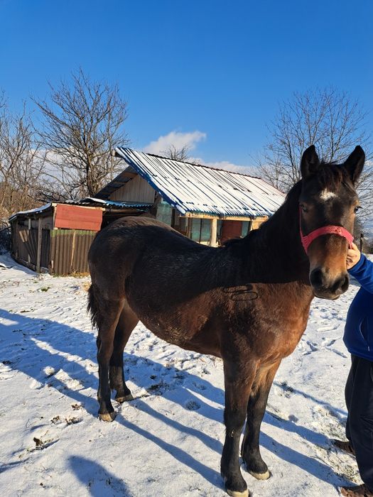Vând manza de un an și 7 luni