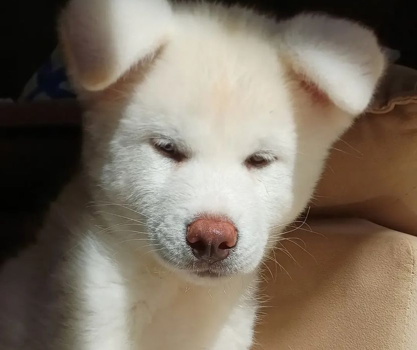 Akita japonez Inu