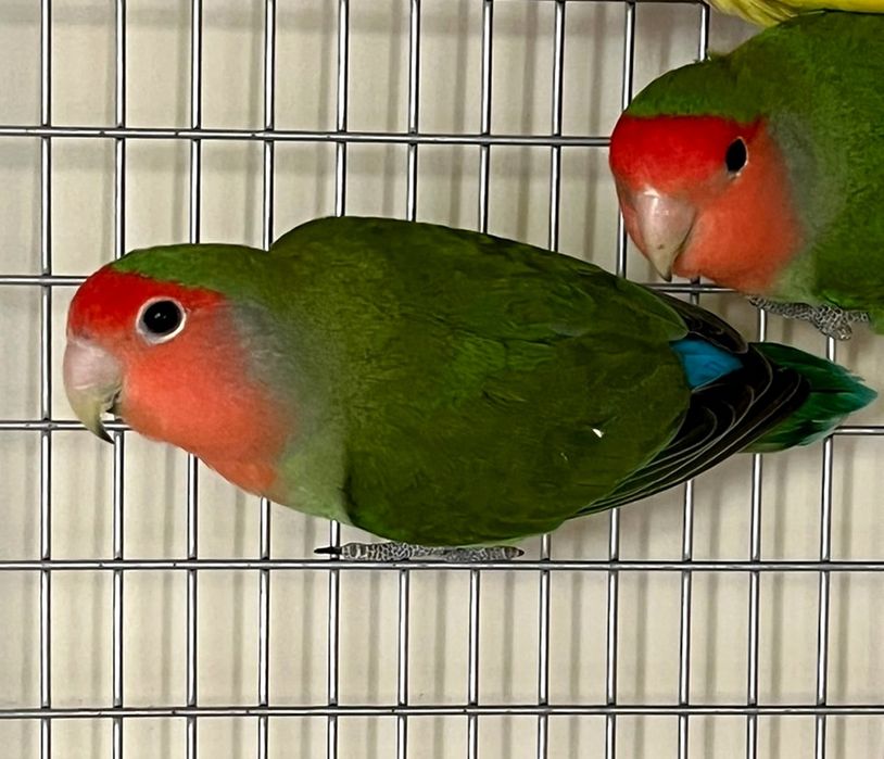 Неразлучники попугай продажа срочно