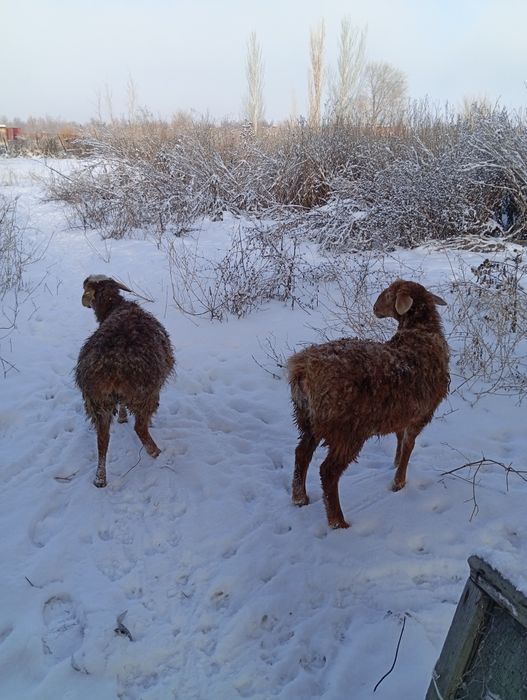 Семиз токтылар сатылады 60 мын