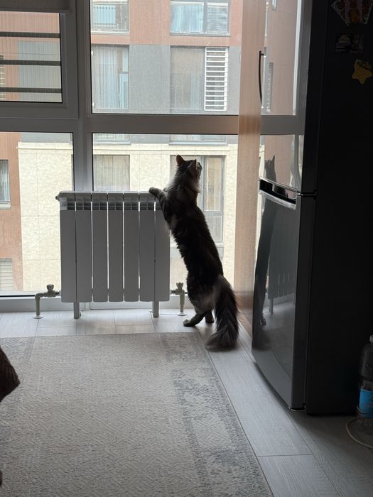 Мейн кун чистокровный