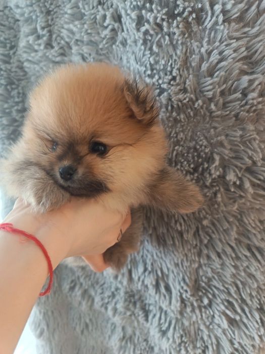 Щенки породы шпиц