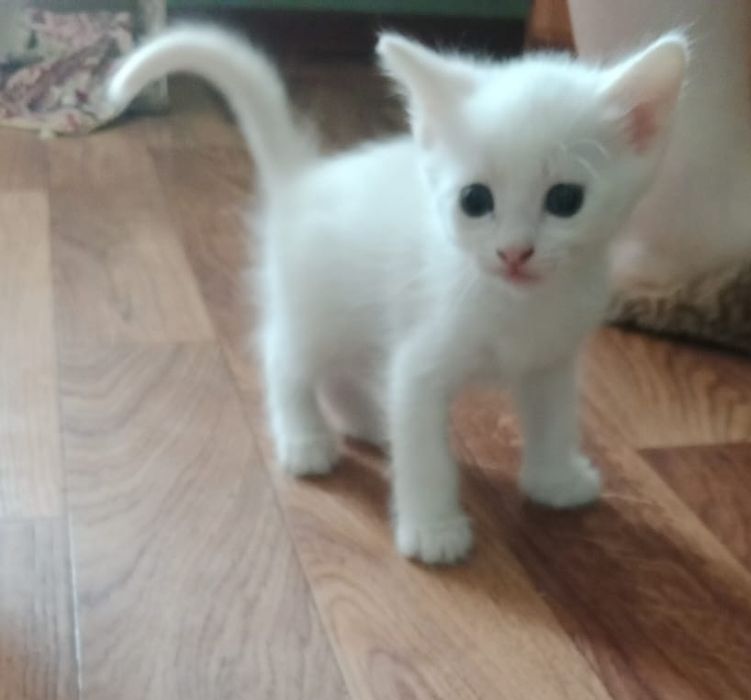 Кошечка в хорошие руки!