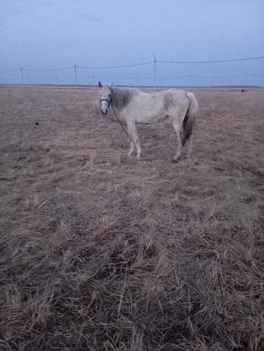 Кобылу племенную 8 лет