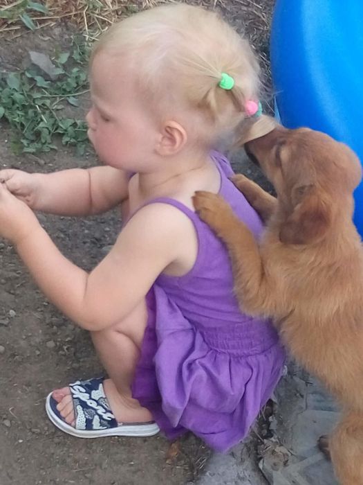 Щенок  в добрые руки