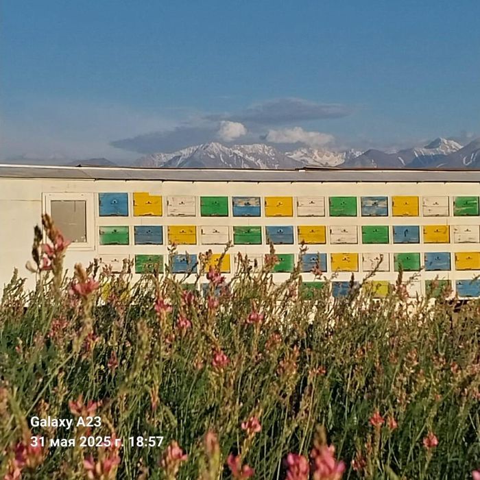 пчелопавелион на 112 улекав