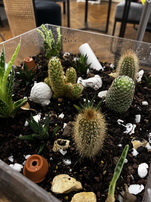 Terrariu decorativ cu aloe si cactusi