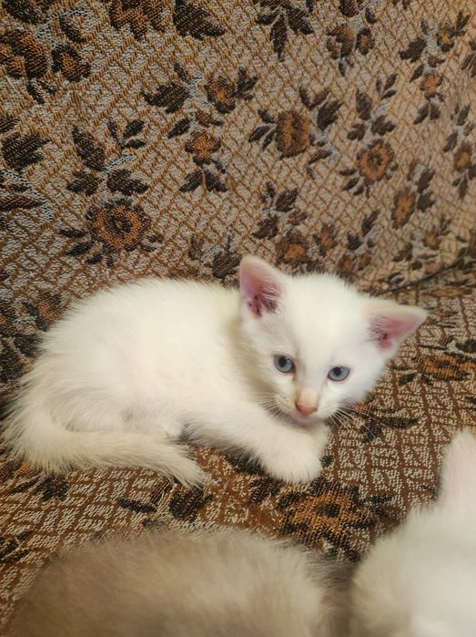 Котята в добрые руки.