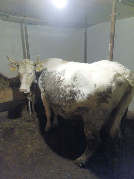 Vaca baltă de 7 ani